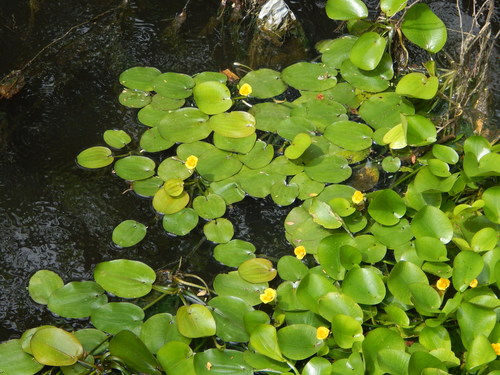 Hydrocleys martii (Hydrocleys martii)