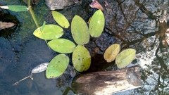Hydrocleys martii (Hydrocleys martii)