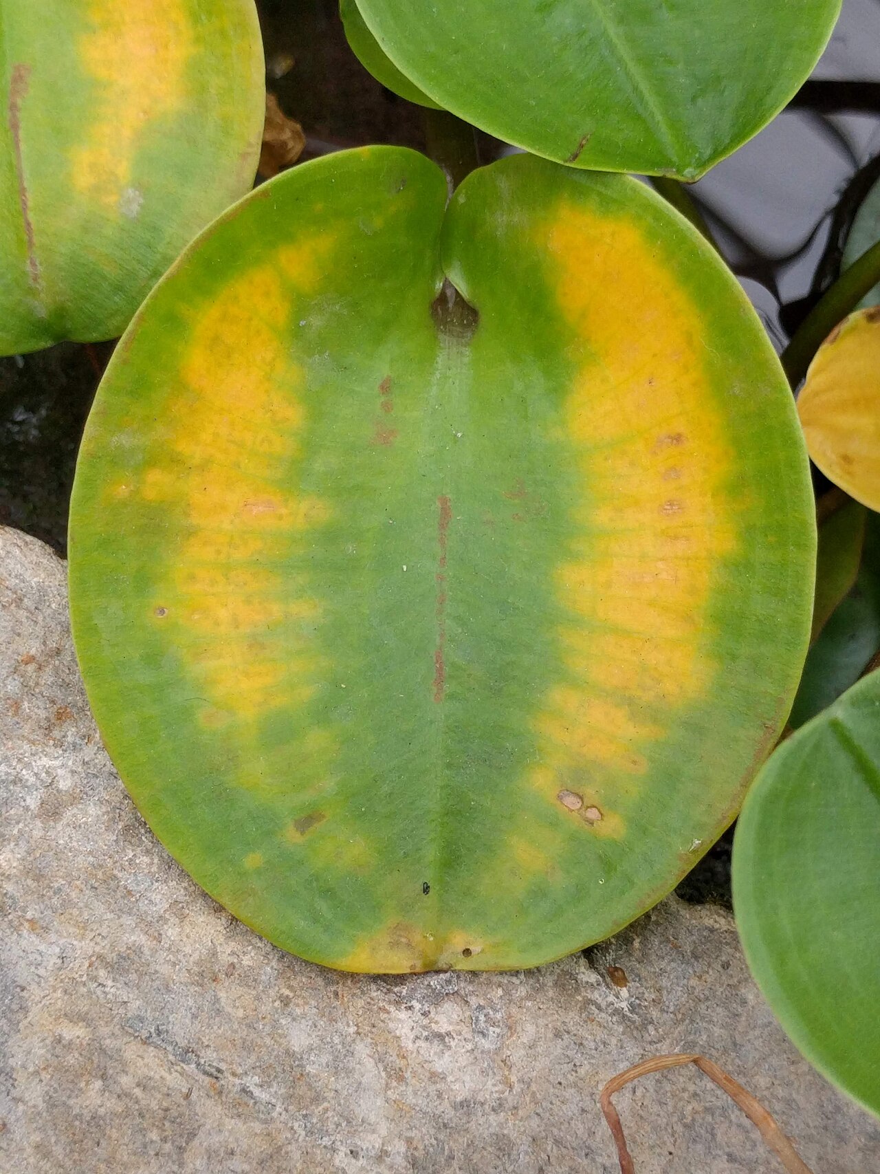 Hydrocleys martii: Leave of Hydrocleys martii, Hortus botanicus Leiden, Netherlands