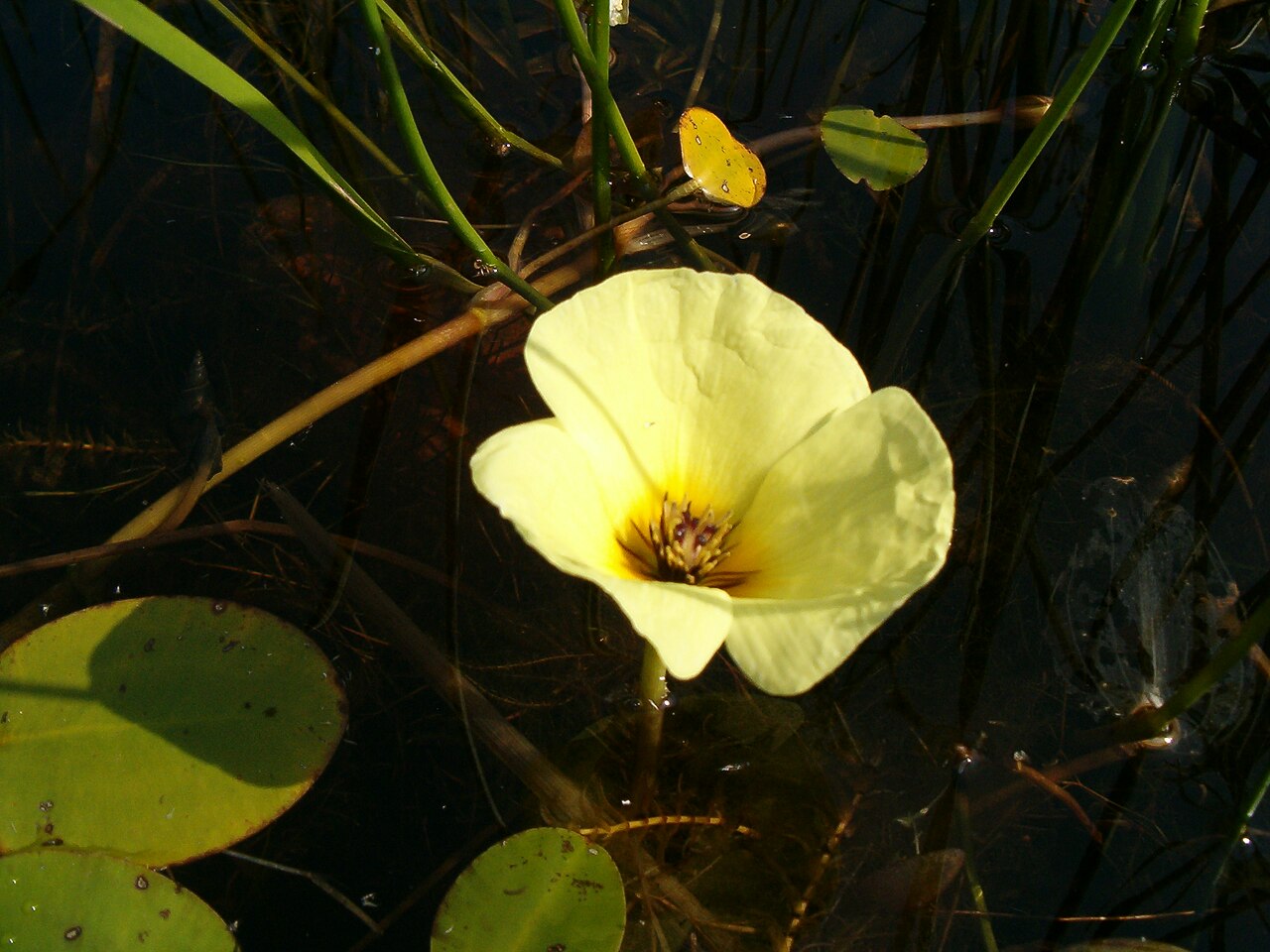 Waterpoppy (Hydrocleys nymphoides)