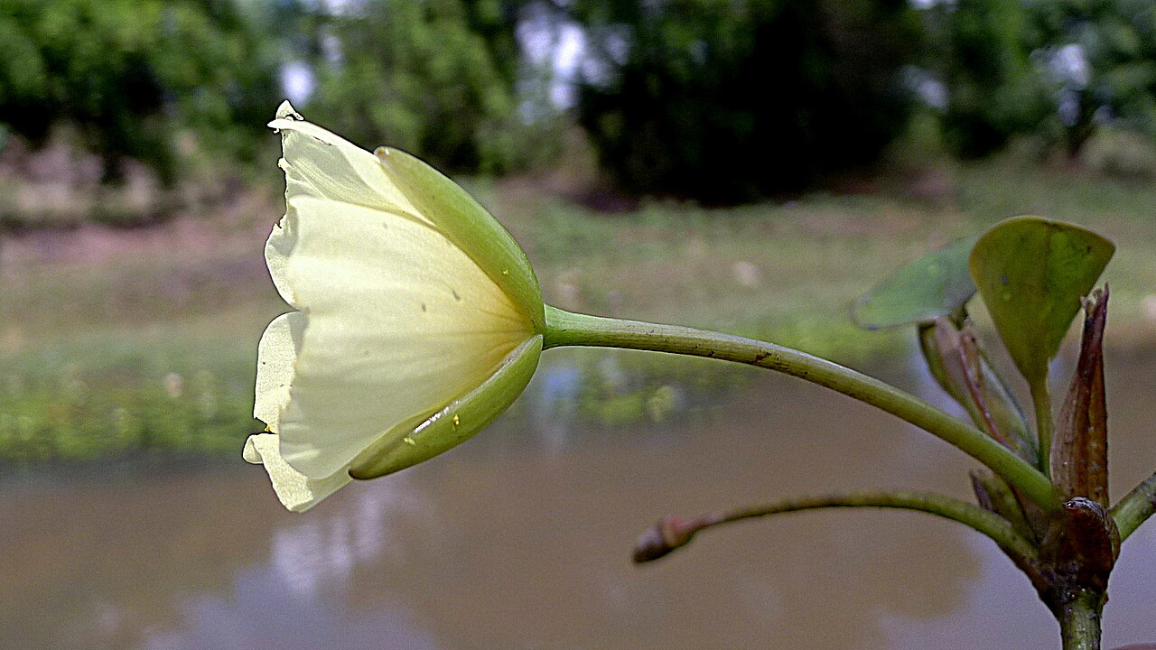 Waterpoppy: Hydrocleys nymphoides (Humb. & Bonpl. ex Willd.) Buchenau