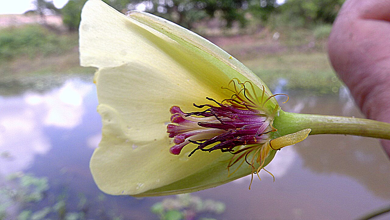 Waterpoppy: Hydrocleys nymphoides (Humb. & Bonpl. ex Willd.) Buchenau