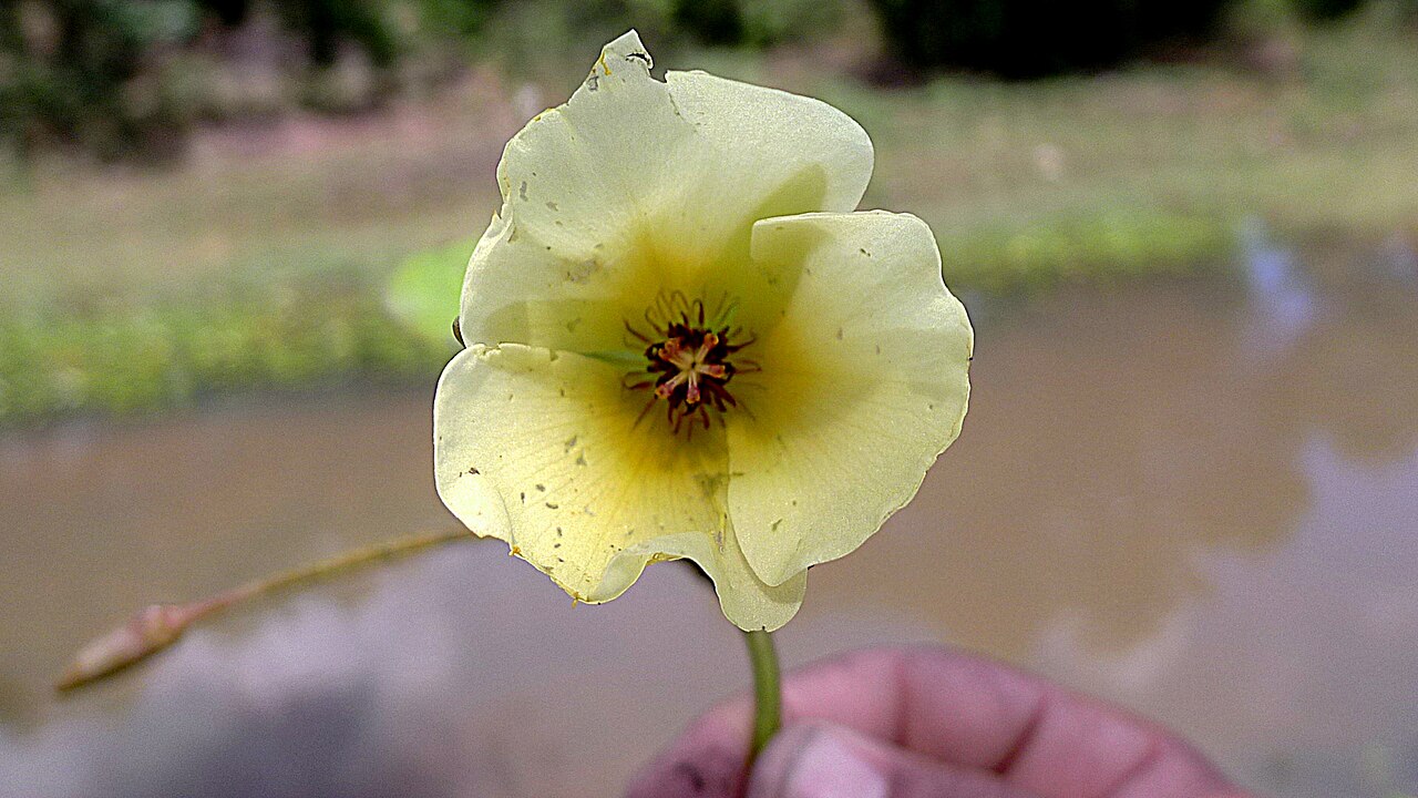 Waterpoppy: Hydrocleys nymphoides (Humb. & Bonpl. ex Willd.) Buchenau