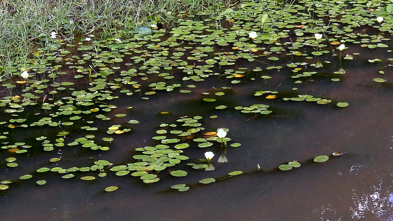 Waterpoppy: Hydrocleys nymphoides (Humb. & Bonpl. ex Willd.) Buchenau