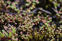 Hydrocotyle alata (Hydrocotyle alata)