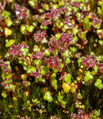 Hydrocotyle alata (Hydrocotyle alata)