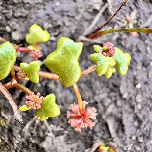 Hydrocotyle alata (Hydrocotyle alata)