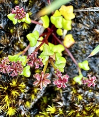 Hydrocotyle alata (Hydrocotyle alata)