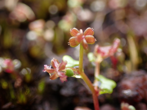 Hydrocotyle alata (Hydrocotyle alata)