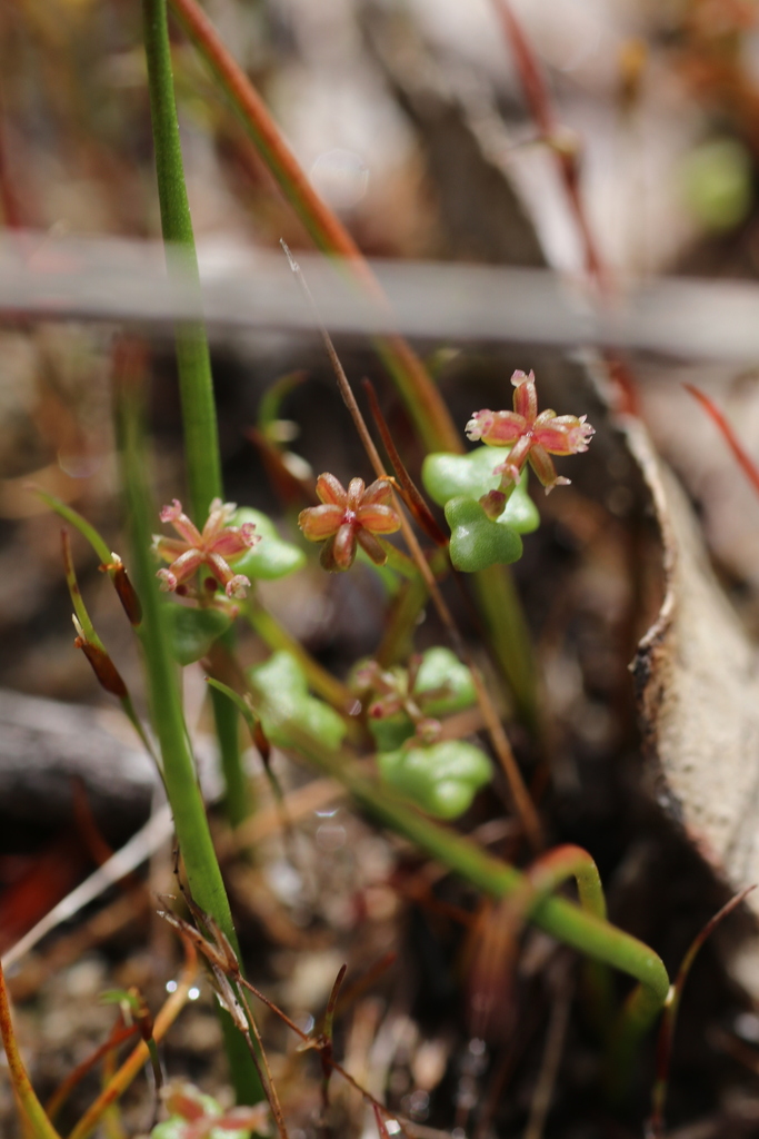 Hydrocotyle alata (Hydrocotyle alata)