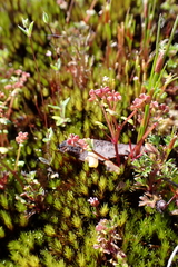 Hydrocotyle alata (Hydrocotyle alata)