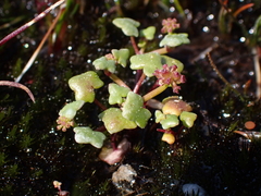 Hydrocotyle alata (Hydrocotyle alata)