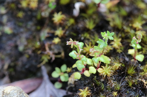 Hydrocotyle alata (Hydrocotyle alata)