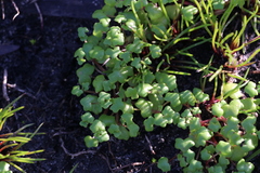 Hydrocotyle alata (Hydrocotyle alata)