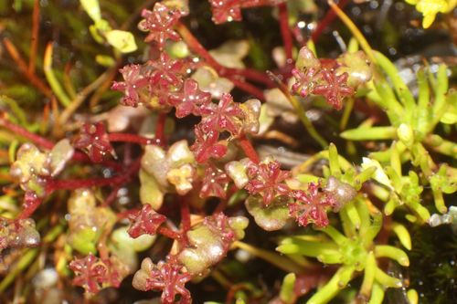 Hydrocotyle alata (Hydrocotyle alata)