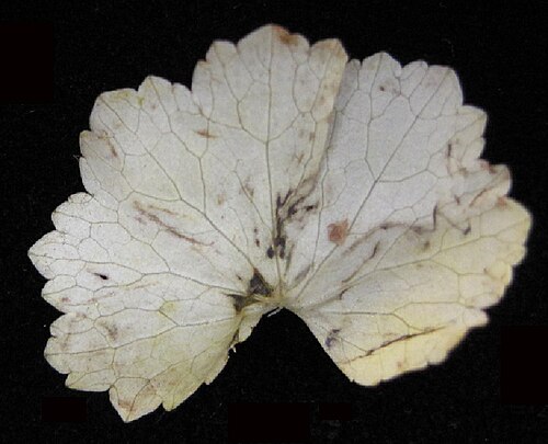 American marshpennywort: Nom français : hydrocotyle d'Amérique. Nom anglais : American water pennywort. Feuille d'hydrocotyle d'Amérique, vue de dessus.