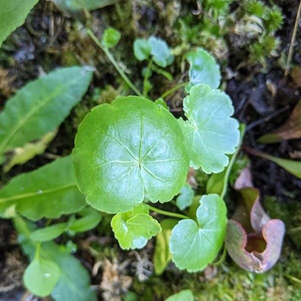 American marshpennywort (Hydrocotyle americana)