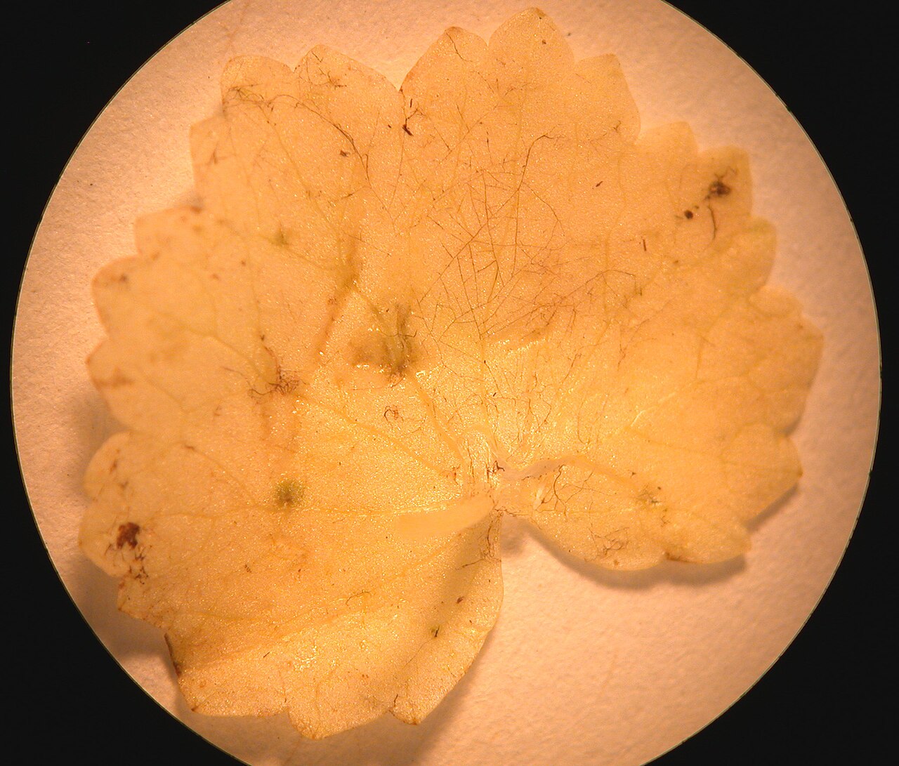 American marshpennywort: Nom français : hydrocotyle d'Amérique. Nom anglais : American water pennywort. Feuille d'hydrocotyle d'Amérique, vue de dessous.