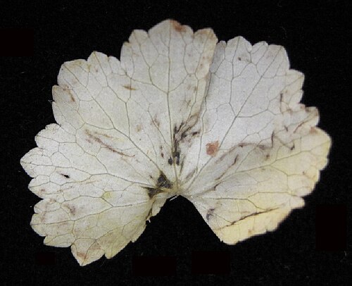 American marshpennywort: Nom français : hydrocotyle d'Amérique. Nom anglais : American water pennywort. Feuille d'hydrocotyle d'Amérique, vue de dessus.