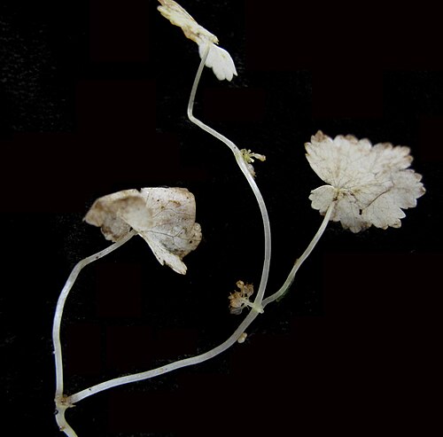 American marshpennywort: Nom français : hydrocotyle d'Amérique. Nom anglais : American water pennywort. Tige, feuilles et infrutescence (ombelle simple, fruits) d'hydrocotyle d'Amérique
