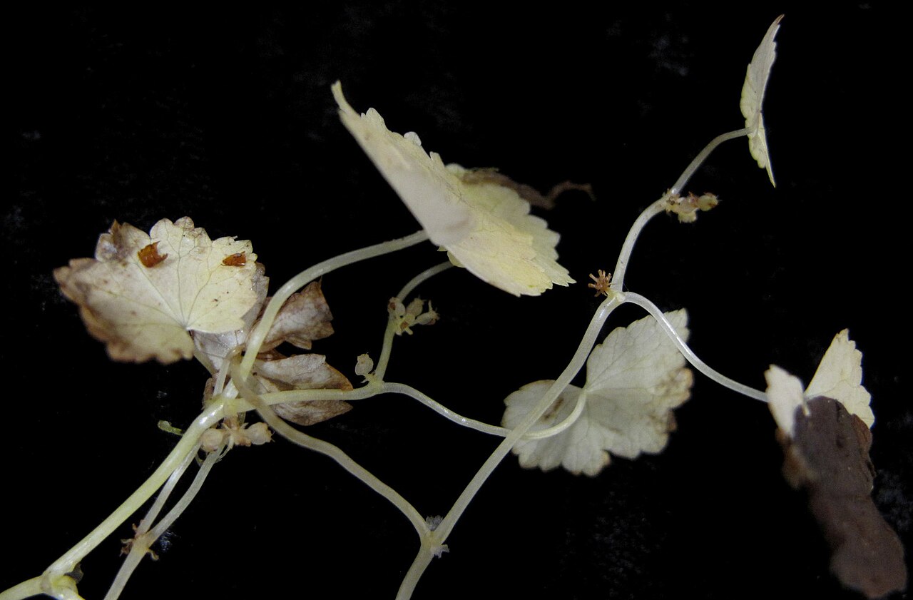 American marshpennywort: Nom français : hydrocotyle d'Amérique. Nom anglais : American water pennywort. Tige, feuilles d'hydrocotyle d'Amérique.