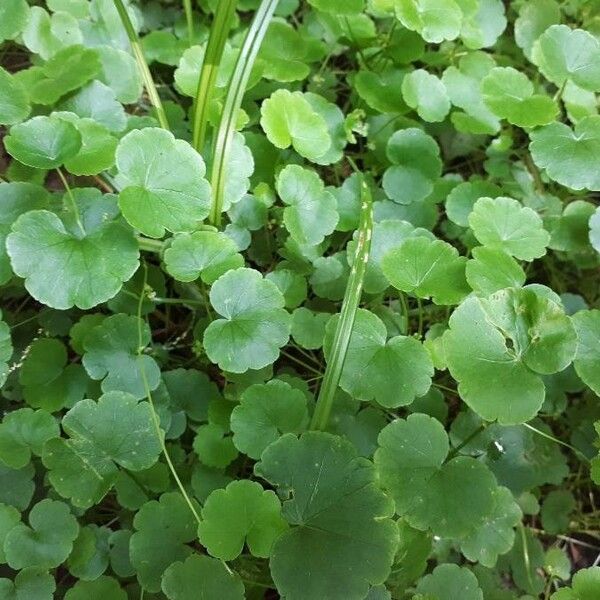 American marshpennywort (Hydrocotyle americana)