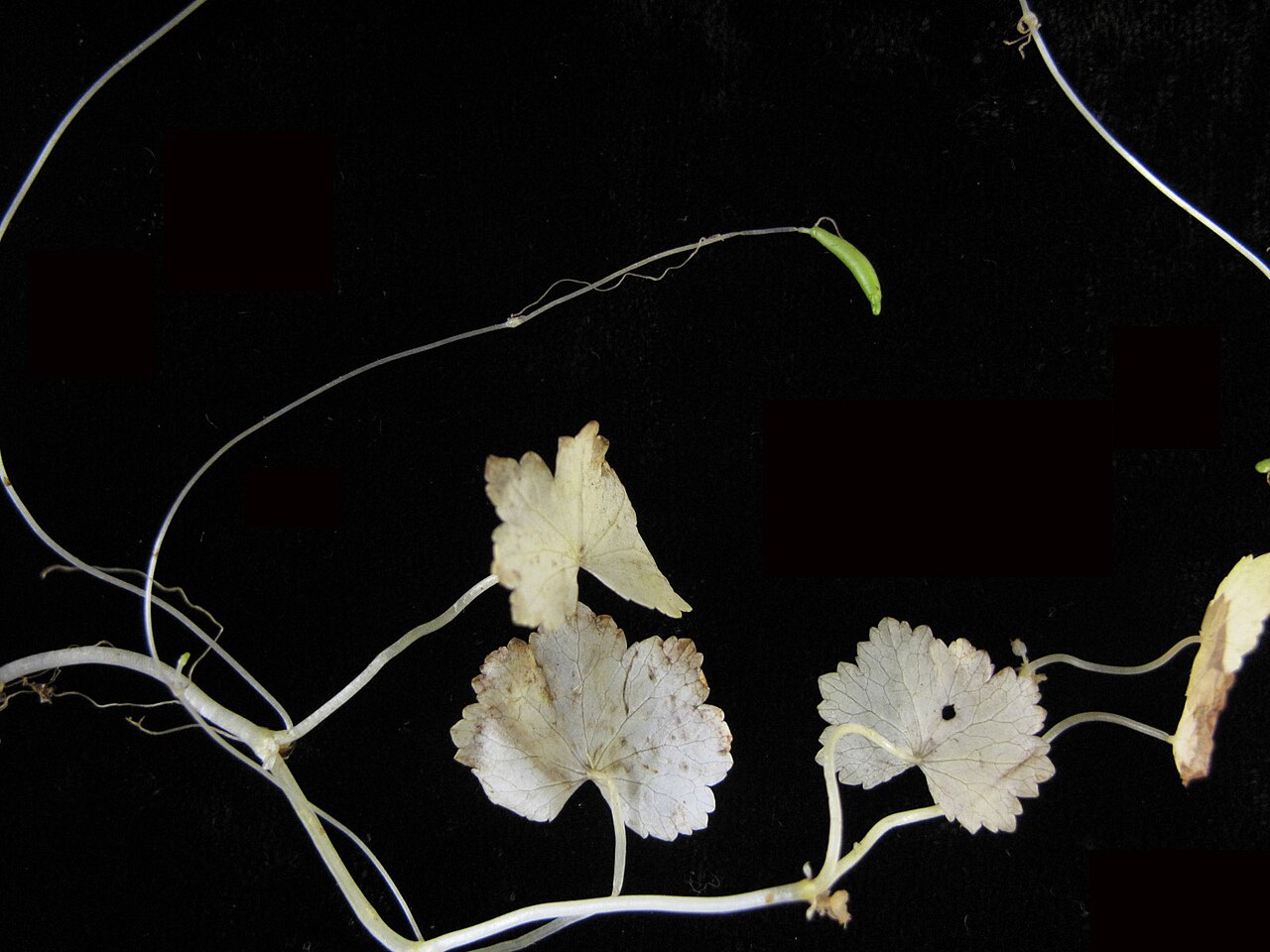 American marshpennywort: Nom français : hydrocotyle d'Amérique. Nom anglais : American water pennywort. Tige, feuilles et rameau filiforme terminé par un petit tubercule d'hydrocotyle d