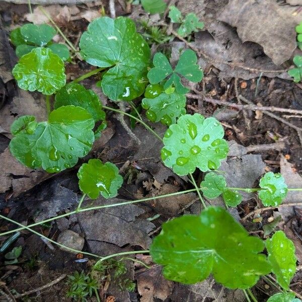 American marshpennywort (Hydrocotyle americana)