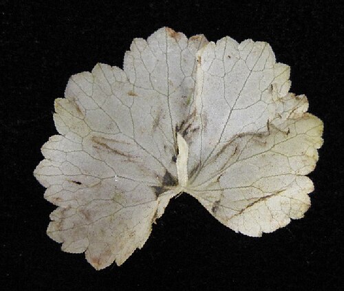 American marshpennywort: Nom français : hydrocotyle d'Amérique. Nom anglais : American water pennywort. Feuille d'hydrocotyle d'Amérique, vue de dessous.