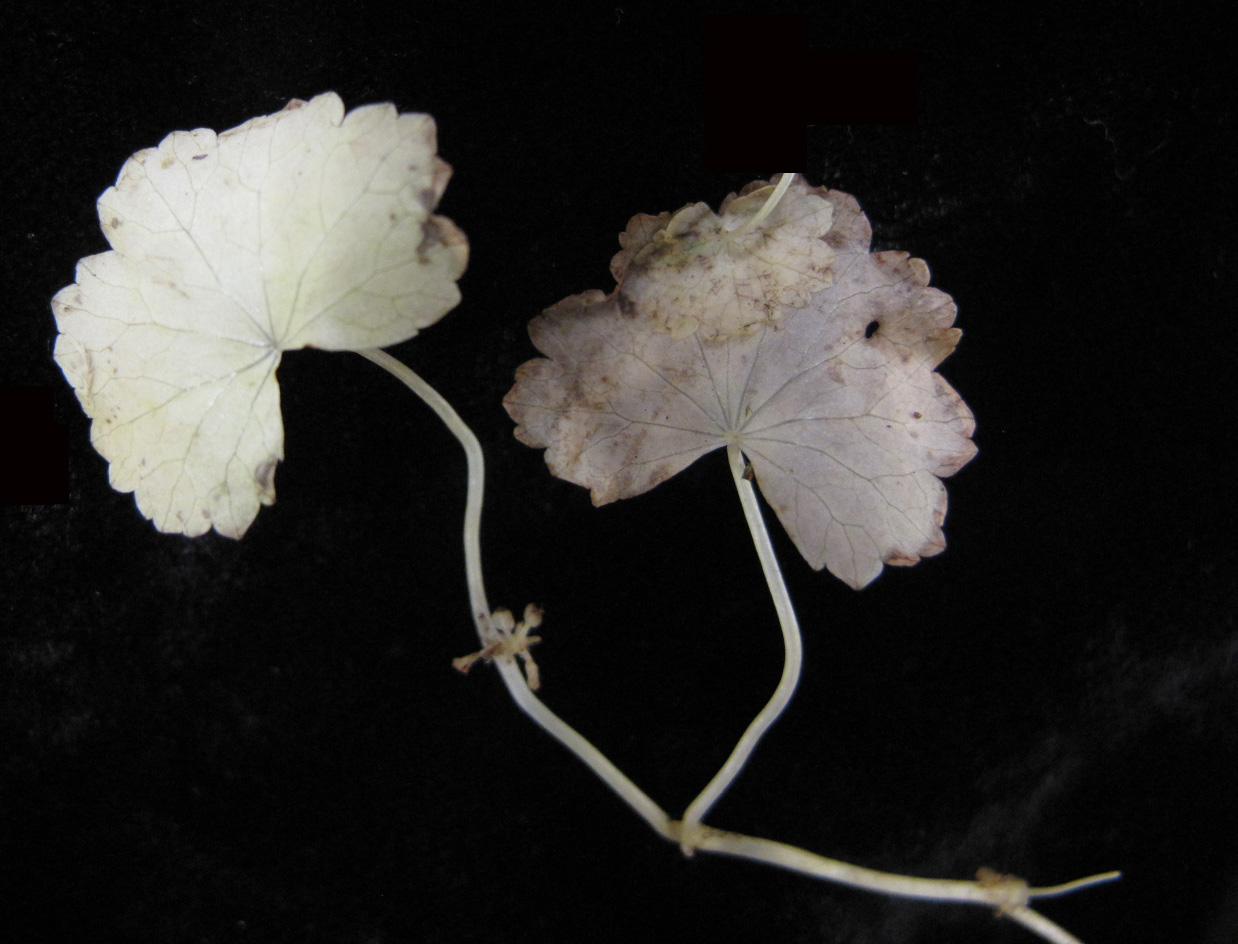 American marshpennywort: Nom français : hydrocotyle d'Amérique. Nom anglais : American water pennywort. Tige, feuilles et infrutescence (ombelle simple, fruits) d'hydrocotyle d'Amérique