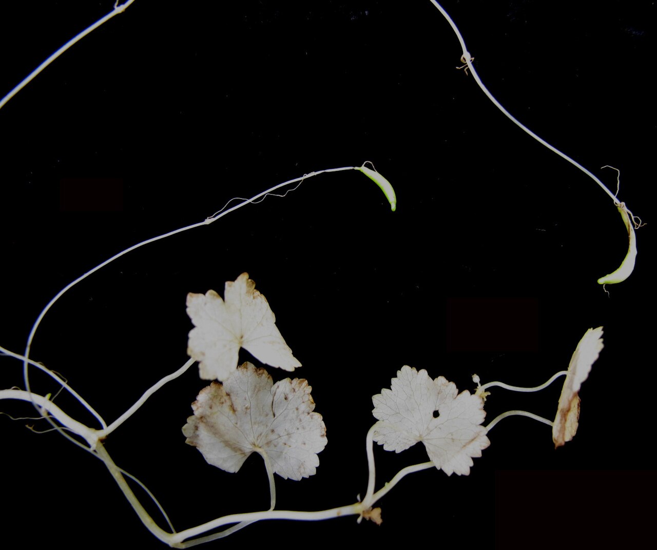 American marshpennywort: Nom français : hydrocotyle d'Amérique. Nom anglais : American water pennywort. Tige, feuilles et rameaux filiformes terminés par un petit tubercule d'hydrocotyl