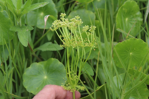 Largeleaf pennywort (Hydrocotyle bonariensis)