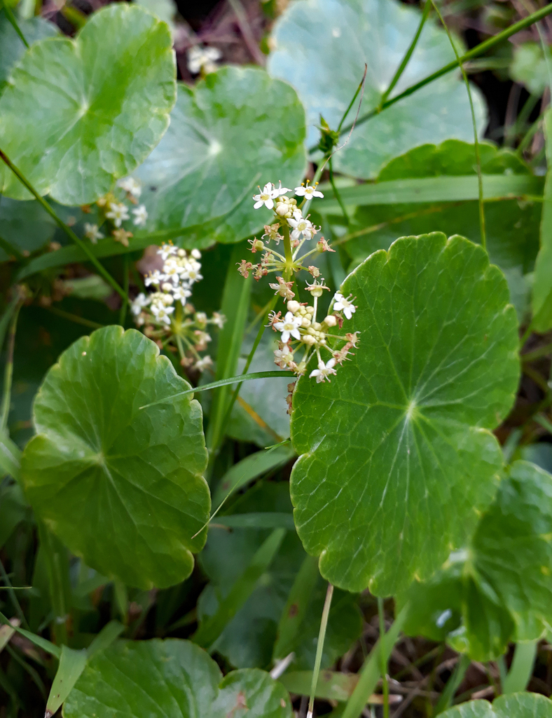 Largeleaf pennywort (Hydrocotyle bonariensis)