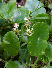 Largeleaf pennywort (Hydrocotyle bonariensis)