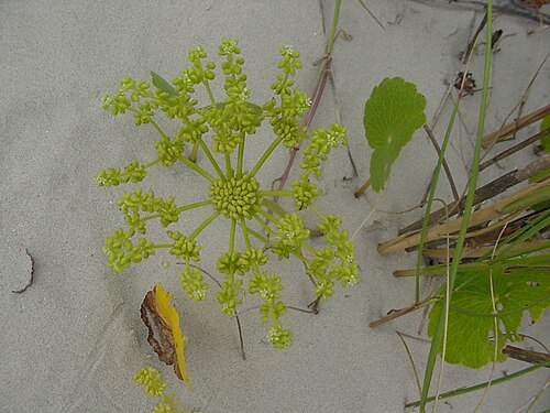 Largeleaf pennywort: Hydrocotyle bonariensis - APIACEAE - Praia da Joaquina - Florian�polis - SC Brasil.