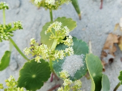 Largeleaf pennywort (Hydrocotyle bonariensis)