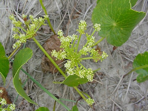 Largeleaf pennywort: Hydrocotyle bonariensis - APIACEAE - Praia da Joaquina - Florian�polis - SC Brasil.