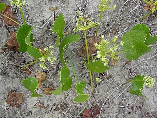 Largeleaf pennywort: Hydrocotyle bonariensis - APIACEAE - Praia da Joaquina - Florian�polis - SC Brasil.
