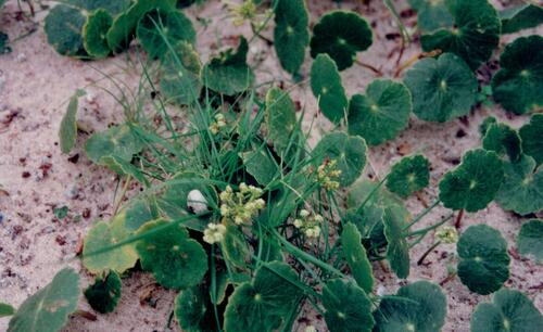 Largeleaf pennywort (Hydrocotyle bonariensis)