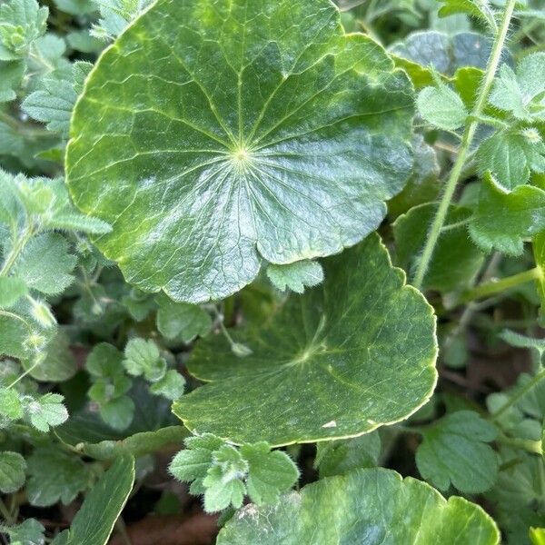Largeleaf pennywort (Hydrocotyle bonariensis)