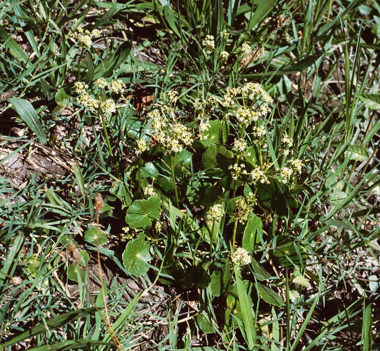 Largeleaf pennywort: Hydrocotyle bonariensis , Efeugewächse (Araliaceae) - Argentinien/Argentina, Mendoza, Parque General San Martín