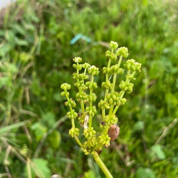 Largeleaf pennywort (Hydrocotyle bonariensis)