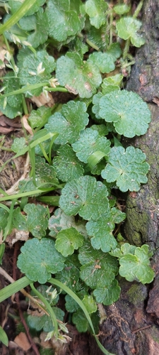 Hydrocotyle bonplandii (Hydrocotyle bonplandii)