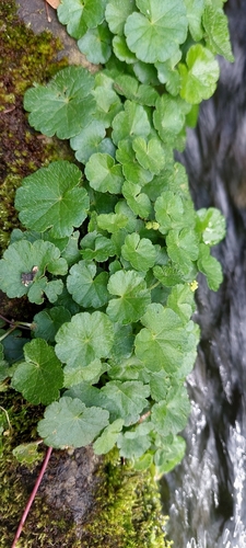 Hydrocotyle bonplandii (Hydrocotyle bonplandii)