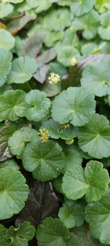 Hydrocotyle bonplandii (Hydrocotyle bonplandii)