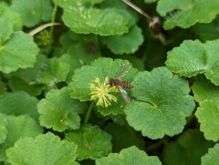 Hydrocotyle bonplandii (Hydrocotyle bonplandii)