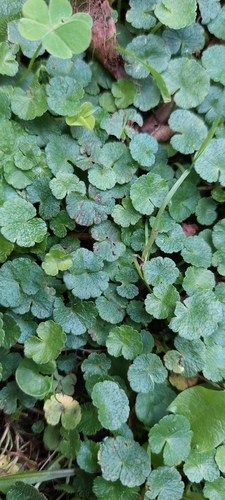 Hydrocotyle bonplandii (Hydrocotyle bonplandii)