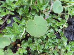 Hydrocotyle bonplandii (Hydrocotyle bonplandii)