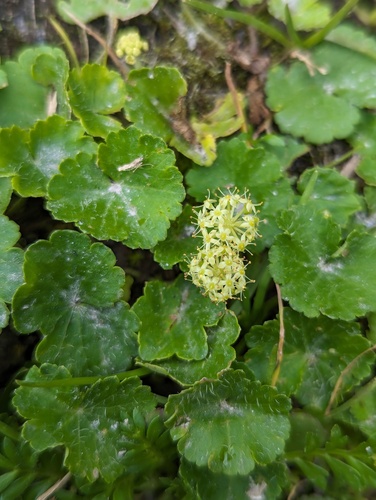 Hydrocotyle bonplandii (Hydrocotyle bonplandii)