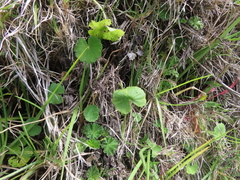 Hydrocotyle bonplandii (Hydrocotyle bonplandii)